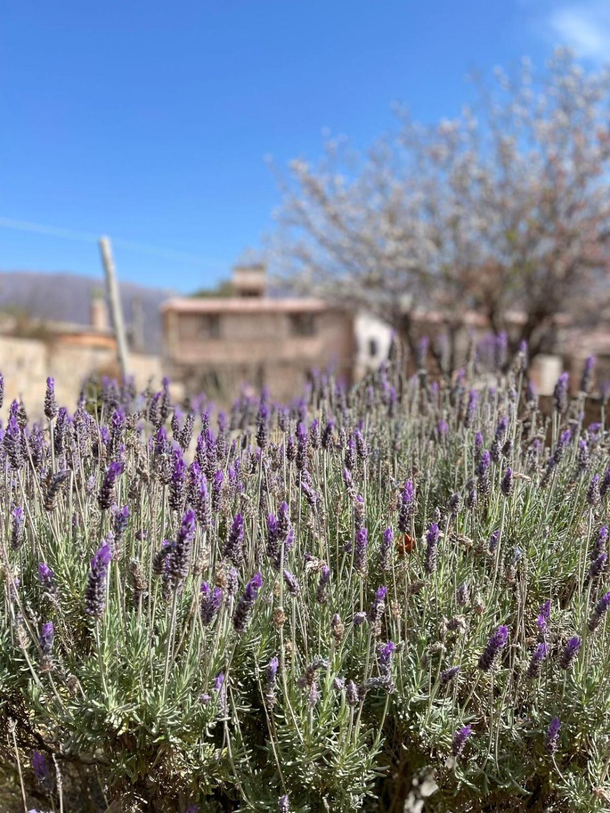 El Ensueno Villa Tilcara Buitenkant foto